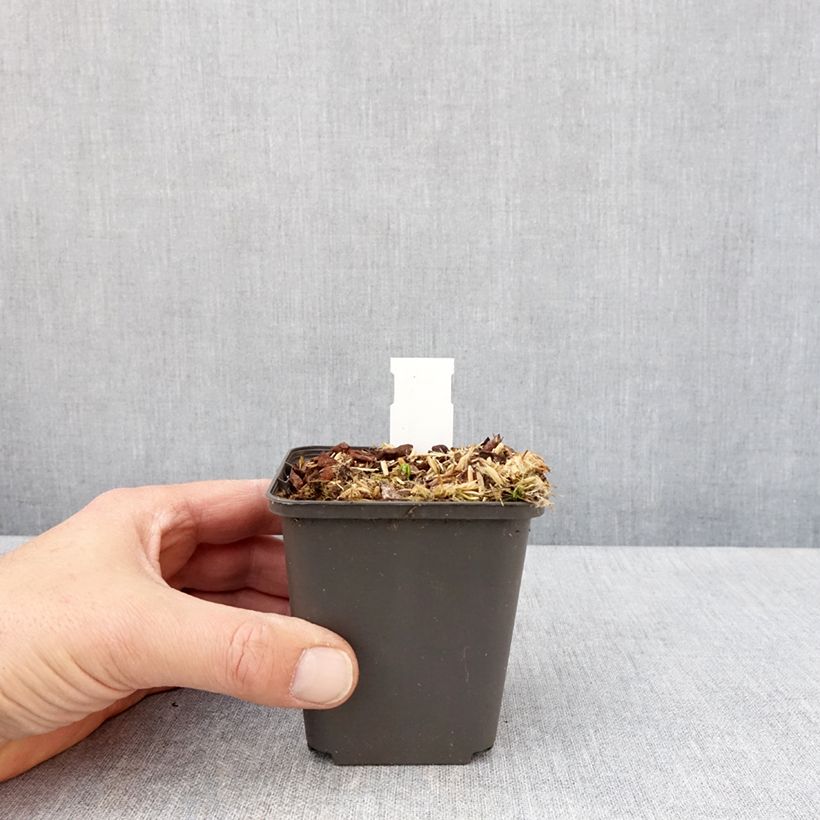 Podophyllum delavayi Maceta de 8/9 cm Ejemplar entregado en la primavera