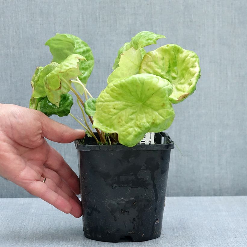 Ejemplar de Podophyllum Spotty Dotty Maceta 1L/1,5L entregado en verano