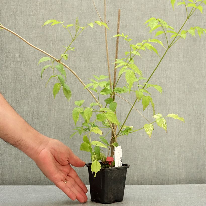 Ejemplar de Podranea ricasoliana Comtesse Sarah - Bignonia rosa Maceta de 12 cm / 13 cm entregado en verano