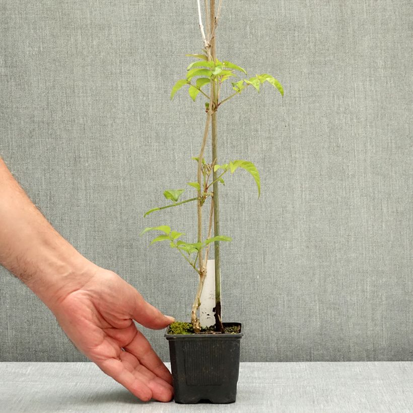 Podranea ricasoliana Comtesse Sarah - Bignonia rosa Maceta de 12 cm / 13 cm Ejemplar entregado en la primavera
