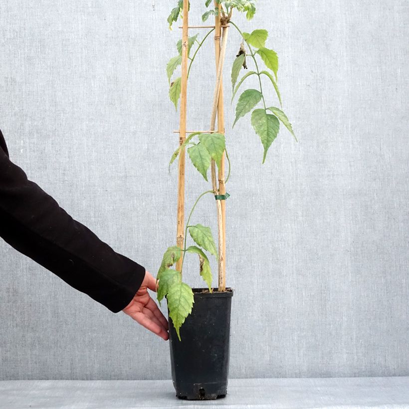 Podranea ricasoliana Comtesse Sarah - Bignonia rosa Maceta 2L/3L Ejemplar entregado en invierno