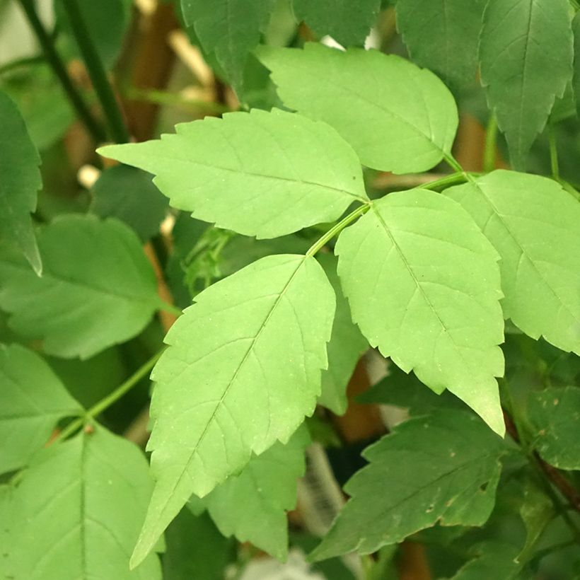 Podranea ricasoliana Comtesse Sarah - Bignonia rosa (Follaje)