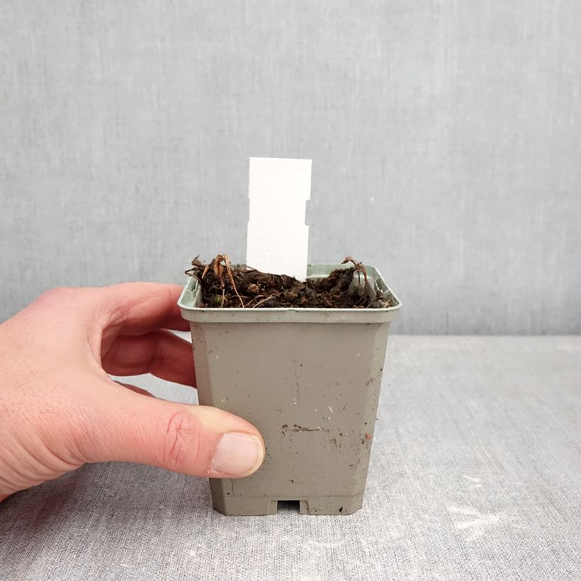 Pogonia ophioglossoides Maceta de 8/9 cm Ejemplar entregado en invierno