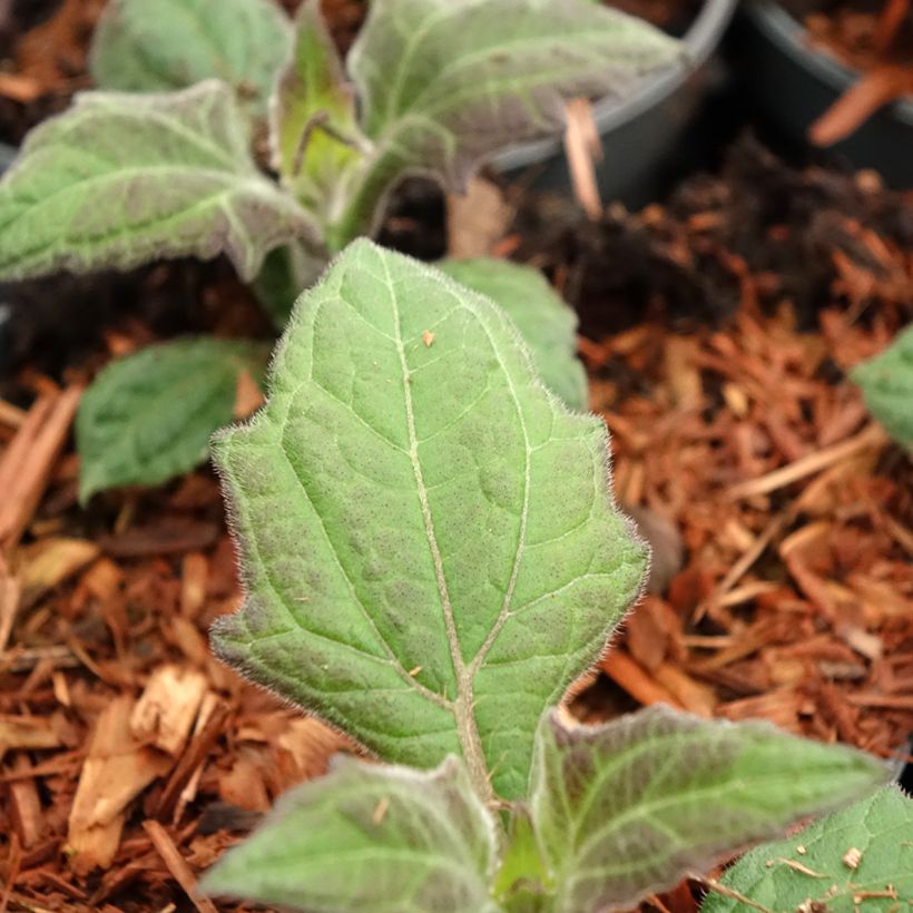 Yacón Morado - Smallanthus sonchifolius (Follaje)