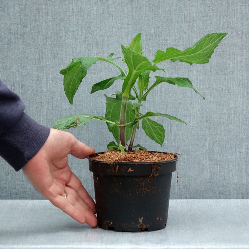 Smallanthus sonchifolius - Yacón Maceta 1,5L/2L Ejemplar entregado en la primavera