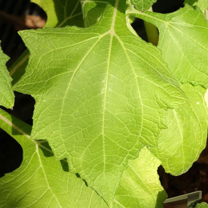Smallanthus sonchifolius - Yacón (Follaje)