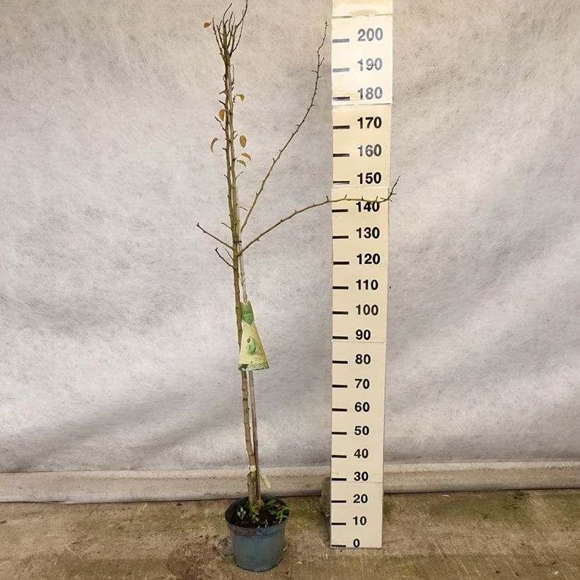 Ejemplar de Pera Charneux Maceta 7,5L/10L, Medio tallo entregado en otoño