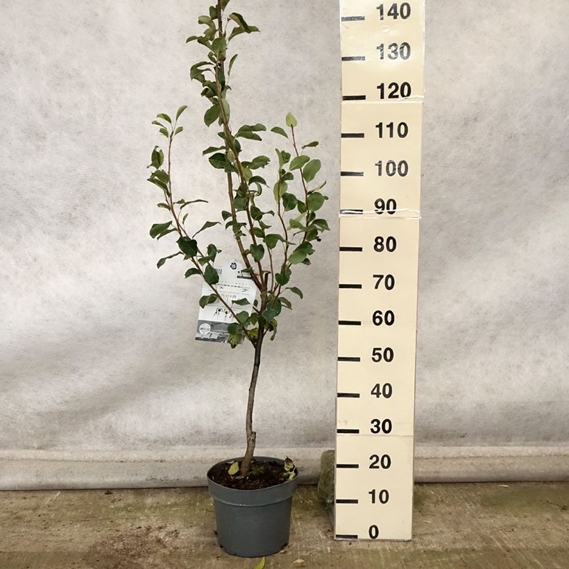 Ejemplar de Peral columnar Londres Maceta 7,5L/10L, Columnar entregado en otoño
