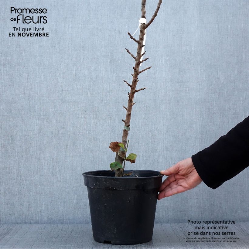Ejemplar de Peral columnar Obelus Maceta 7,5L/10L, Columnar entregado en otoño
