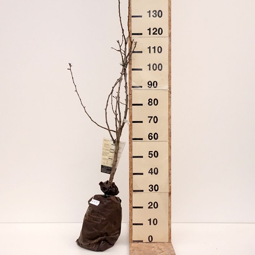 Pera Comtesse de Paris Cepellón "listo para plantar", Copa Ejemplar entregado en invierno