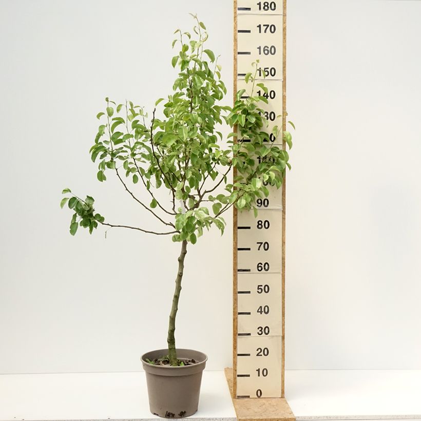 Pera Comtesse de Paris Maceta 7,5L/10L, Copa Ejemplar entregado en la primavera