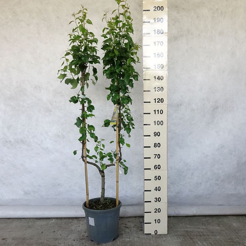Ejemplar de Pera Conférence Maceta 7,5L/10L, Poda palmeta simple U entregado en verano