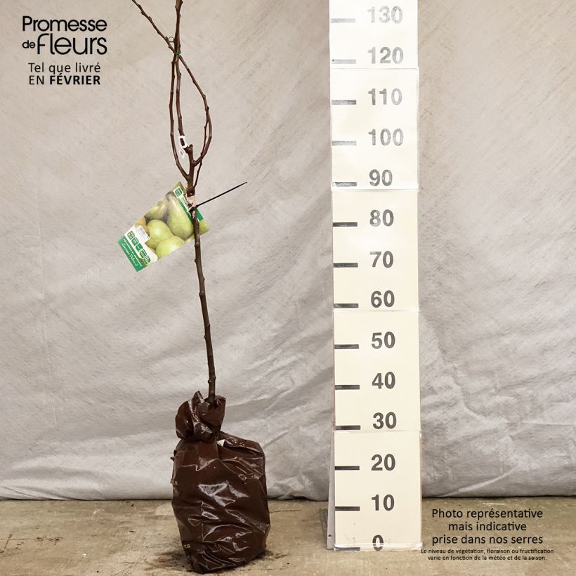 Pera Delbard Gourmande Cepellón "listo para plantar", Copa Ejemplar entregado en invierno