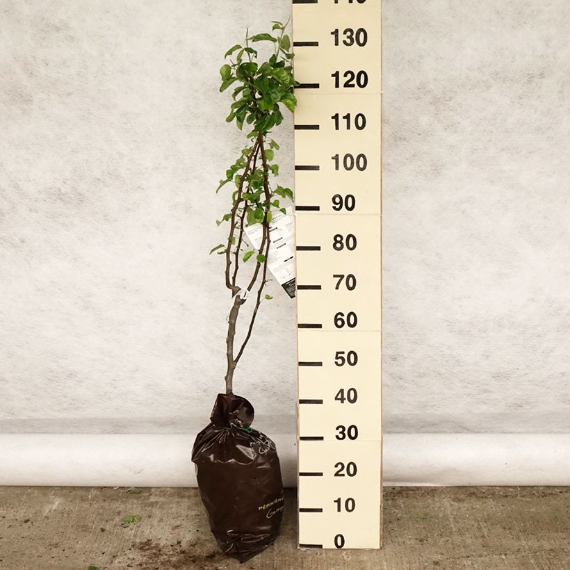 Pera Delbardélice Cepellón "listo para plantar", Copa Ejemplar entregado en la primavera