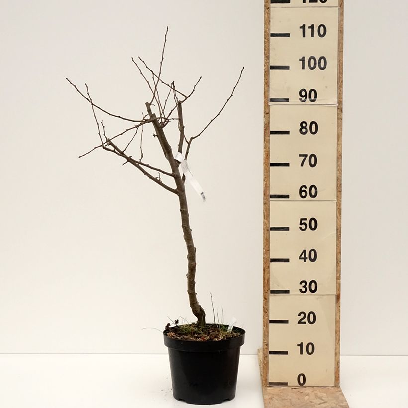 Pera Dubbele Philip Maceta 7,5L/10L, Medio tallo Ejemplar entregado en invierno