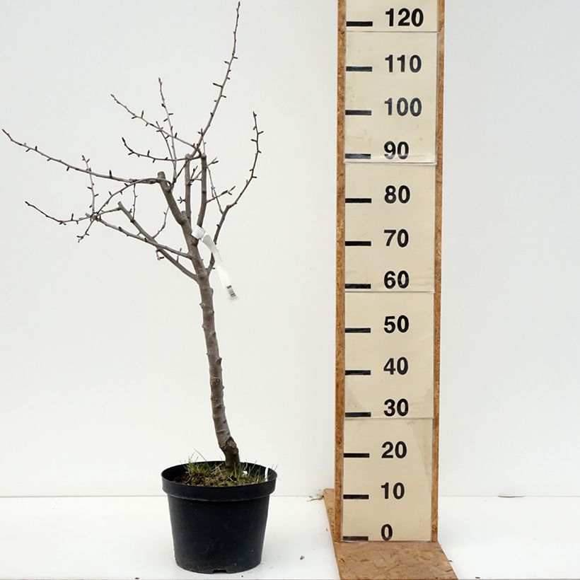 Ejemplar de Pera Dubbele Philip Maceta 7,5L/10L, Medio tallo entregado en otoño