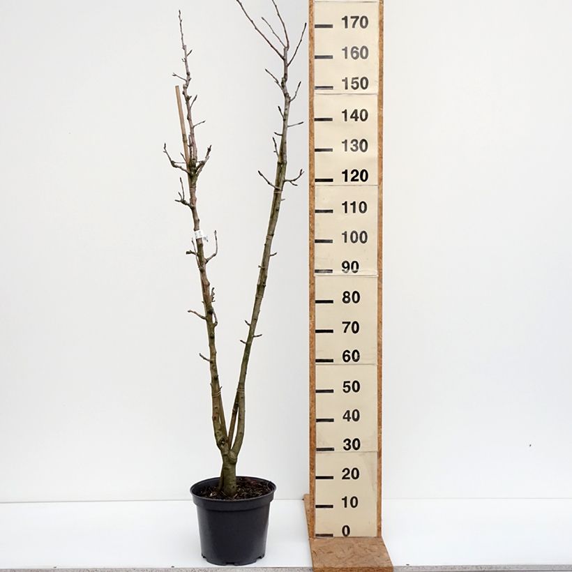 Ejemplar de Pera Duo Maceta 7,5L/10L entregado en otoño