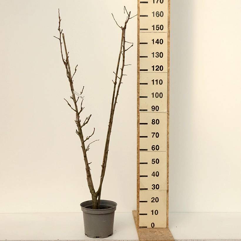 Pera Duo Maceta 7,5L/10L Ejemplar entregado en invierno