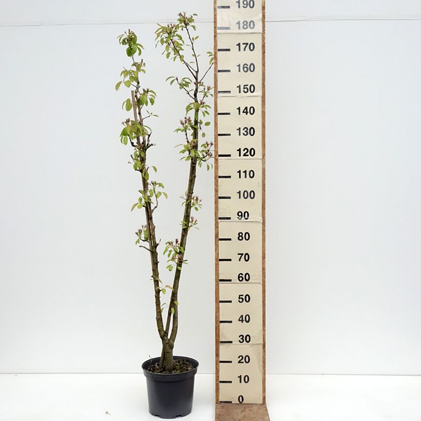 Pera Duo Maceta 7,5L/10L Ejemplar entregado en la primavera