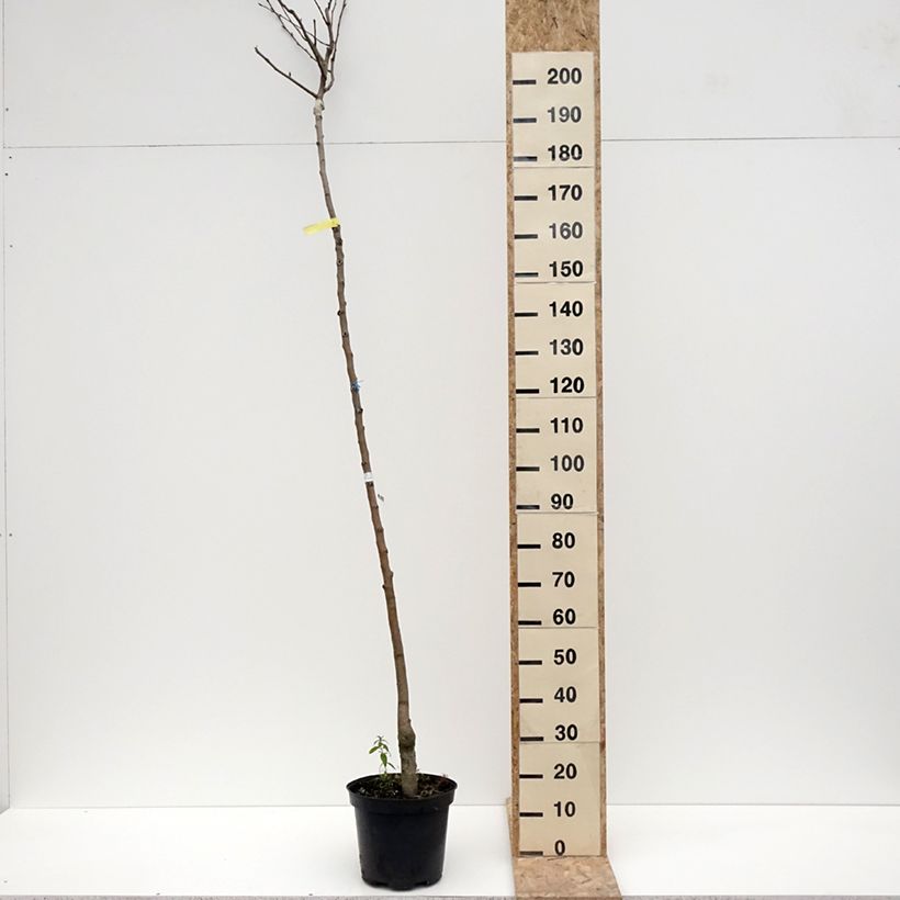 Pera Durondeau Maceta 7,5L/10L, Tallo alto Ejemplar entregado en invierno