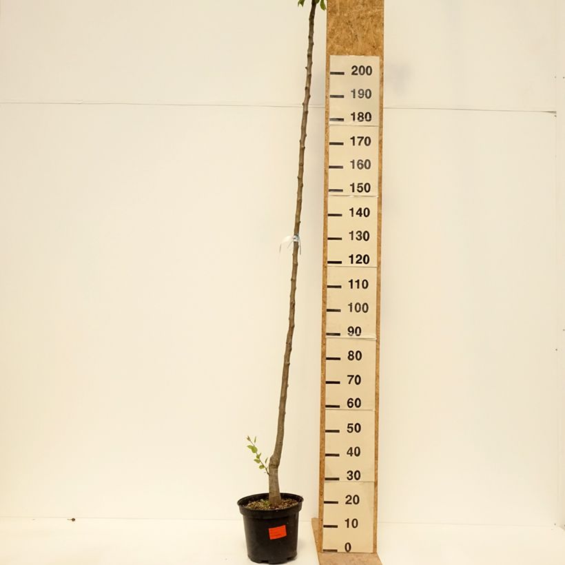 Pera Durondeau Maceta 7,5L/10L, Tallo alto Ejemplar entregado en la primavera