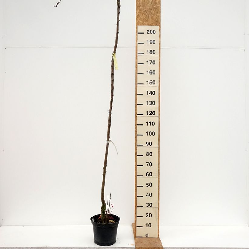 Ejemplar de Pera Durondeau Maceta 7,5L/10L, Tallo alto entregado en otoño