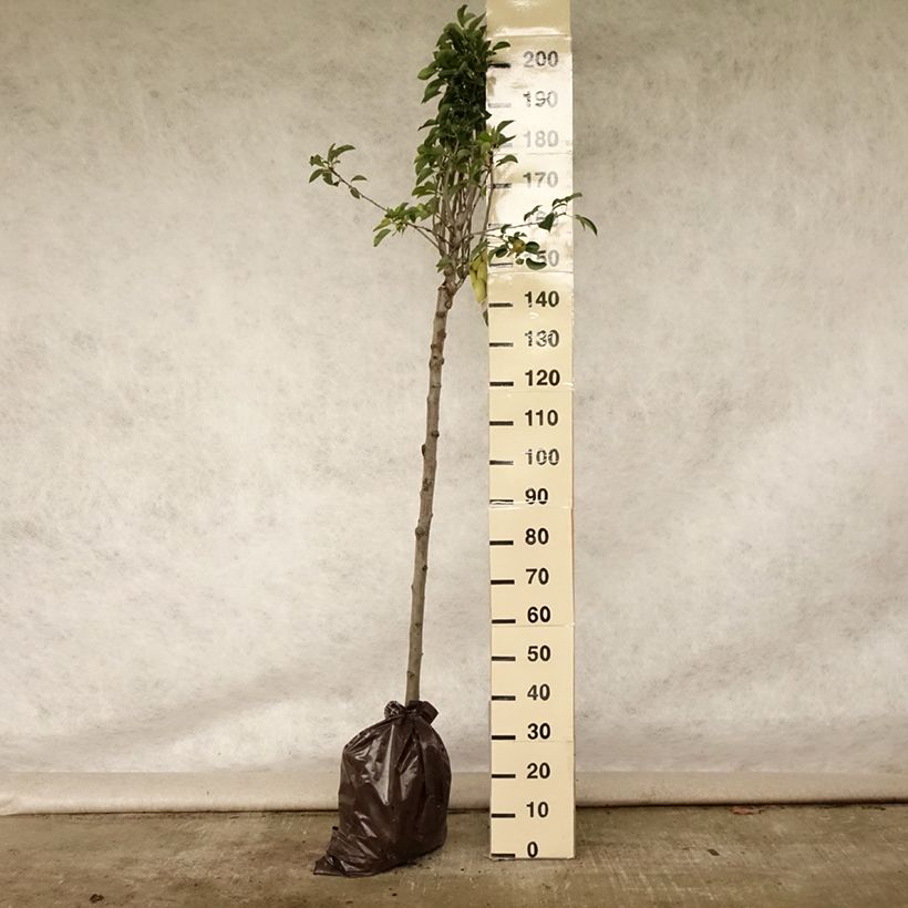 Ejemplar de Pera Fertilia Delbard Cepellón "listo para plantar", Medio tallo entregado en verano