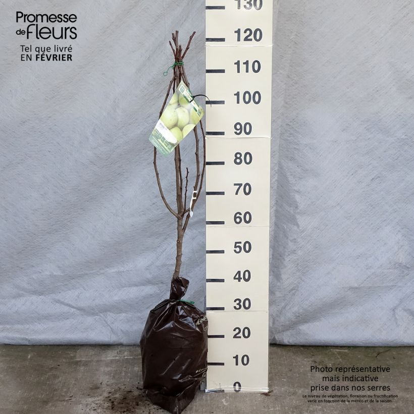 Pera Fertilia Delbard Cepellón "listo para plantar", Copa Ejemplar entregado en invierno