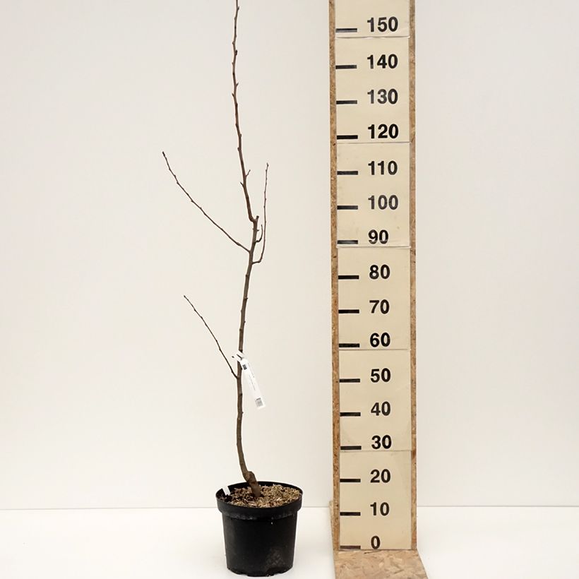 Pera General Leclerc Maceta 7,5L/10L, Vástago Ejemplar entregado en invierno