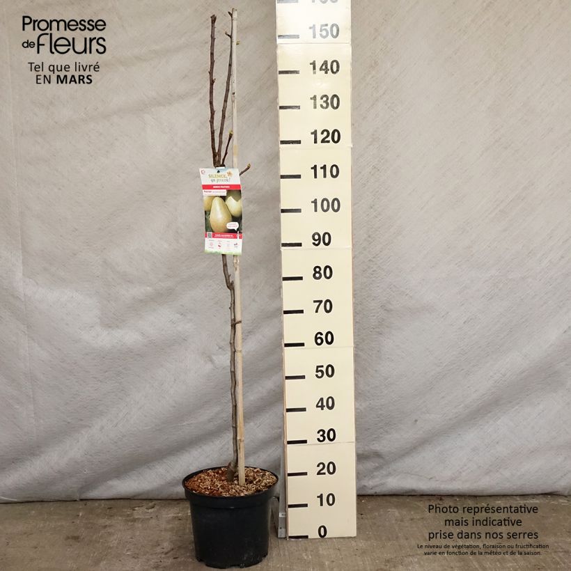 Pera Jules Guyot Maceta 7,5L/10L, Copa Ejemplar entregado en la primavera