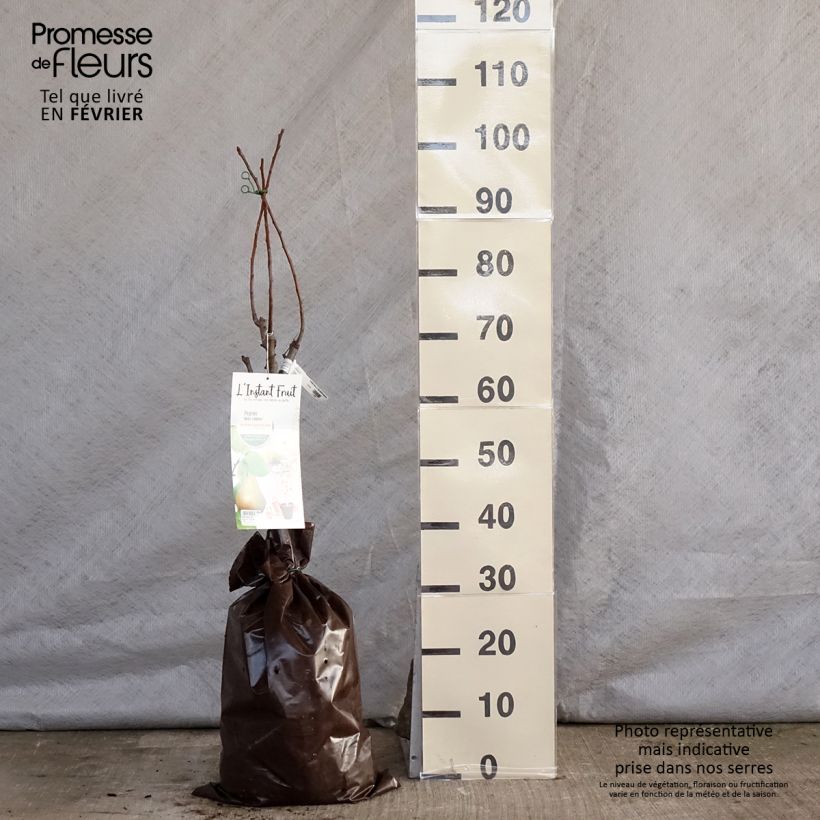 Peral enano Belle Helene Cepellón "listo para plantar", 1/4 tallo Ejemplar entregado en invierno