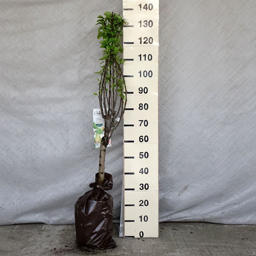 Peral enano Belle Helene Cepellón "listo para plantar", 1/4 tallo Ejemplar entregado en la primavera