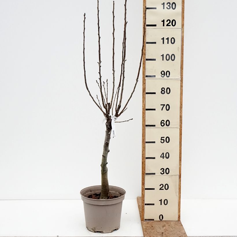 Peral enano Belle Helene Maceta 7,5L/10L, 1/4 tallo Ejemplar entregado en invierno