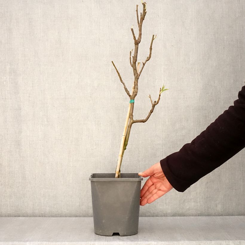 Peral enano Fruit Me Pear Me Conférence Maceta 4L/5L, Enano Ejemplar entregado en la primavera