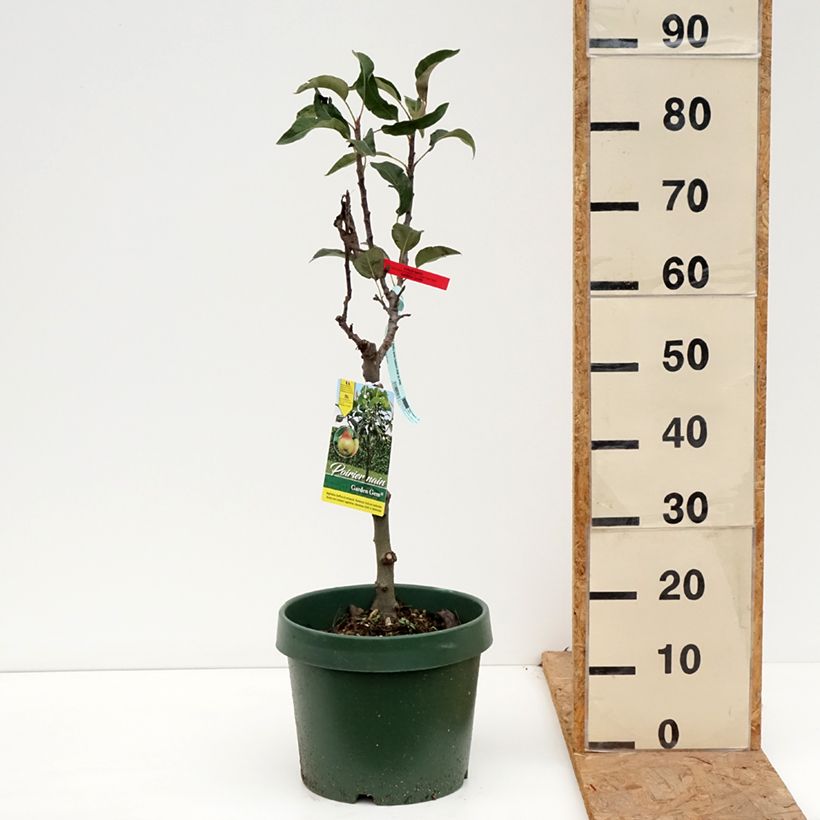 Ejemplar de Peral enano Garden Gem Pyred Maceta 6L/7L, Enano entregado en otoño