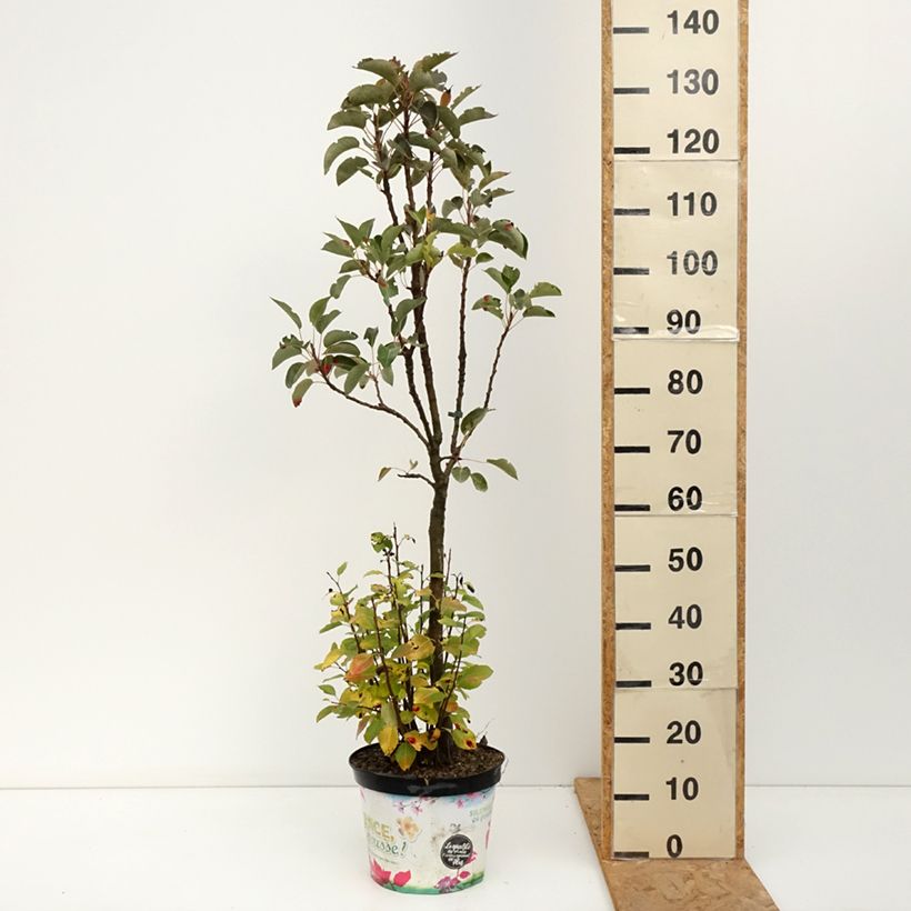 Ejemplar de Peral enano Garden Pearl Maceta 6L/7L, Enano entregado en otoño
