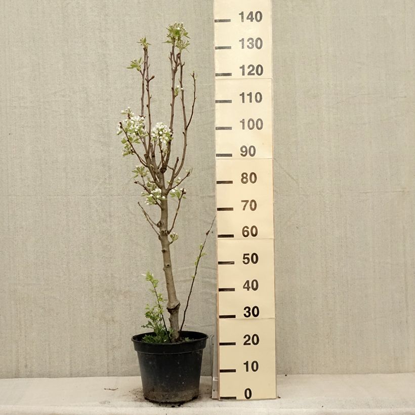 Pera Jeanne d’Arc Maceta 7,5L/10L, Copa Ejemplar entregado en la primavera