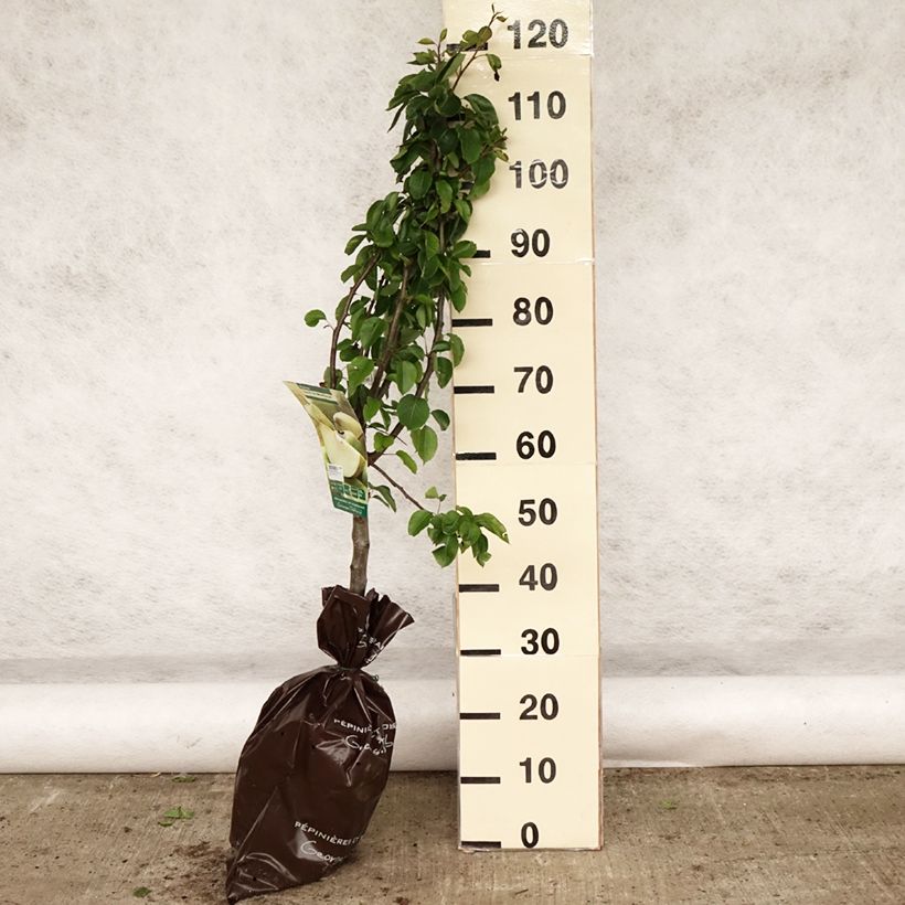 Pera Sucrée de Montluçon Cepellón "listo para plantar", Copa Ejemplar entregado en la primavera