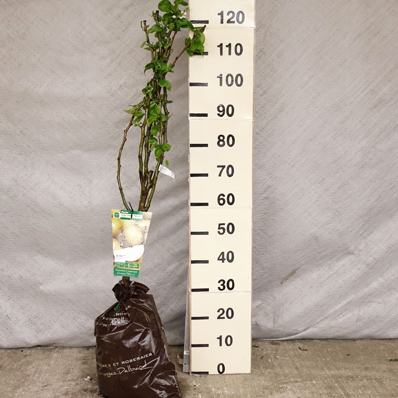 Pera Super Comice Delbard Cepellón "listo para plantar", Copa Ejemplar entregado en la primavera