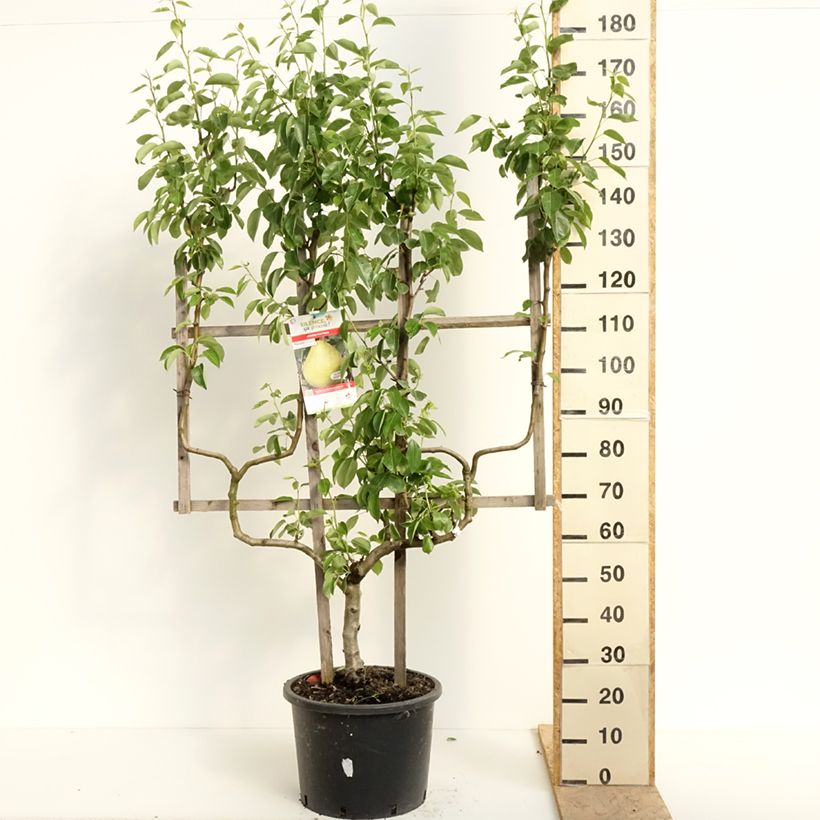 Peral William's - Frutal en espaldera doble U Ejemplar entregado en la primavera