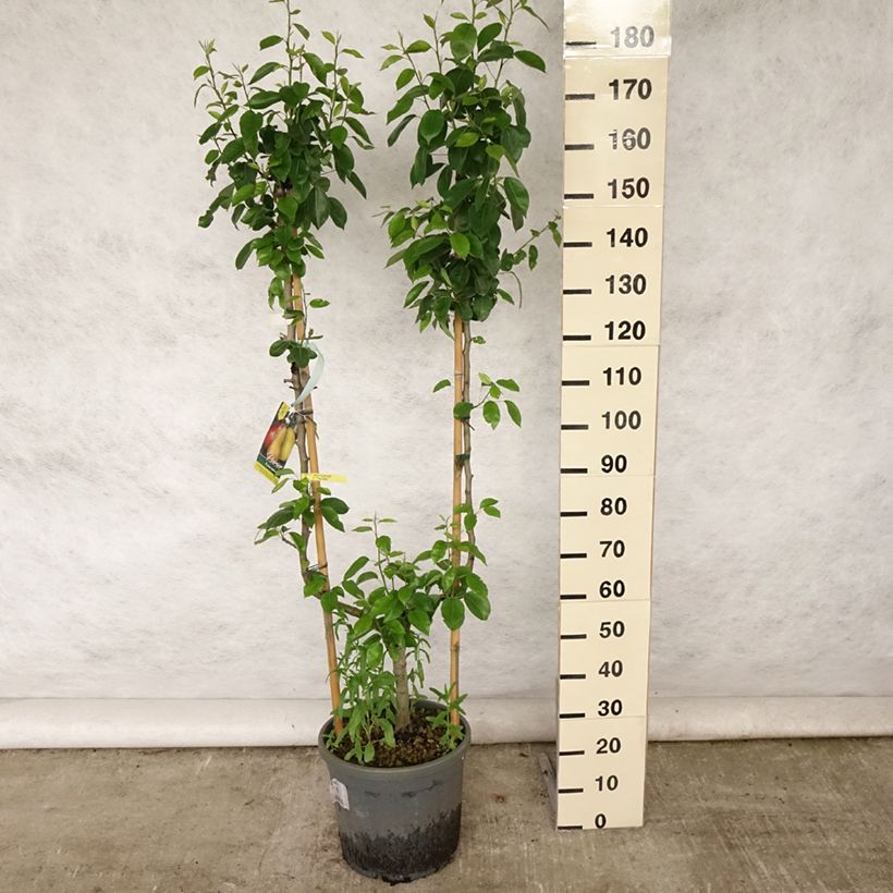 Ejemplar de Pera William's Maceta 12L/15L, Poda palmeta simple U entregado en verano