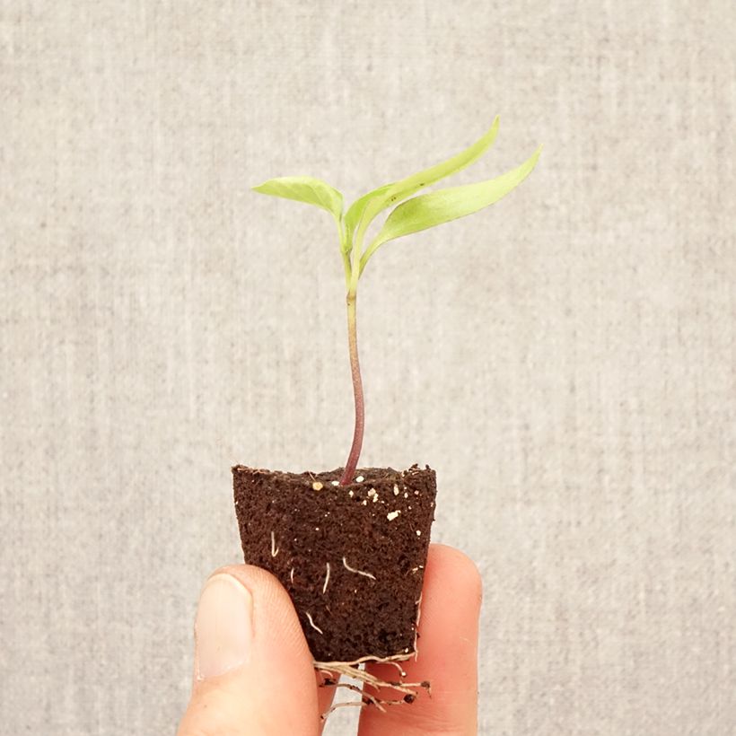 Pimentón Dinero F1 (plantas) minicepellón: Ø 3/4 cm Ejemplar entregado en la primavera
