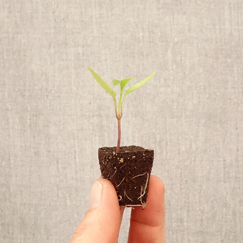 Pimentón Poxigo F1 (plantas) minicepellón: Ø 3/4 cm Ejemplar entregado en la primavera