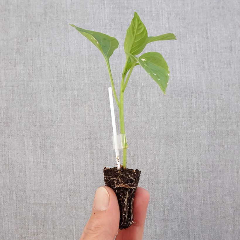 Pimiento Jericho F1 (planta interjada) minicepellón: Ø 3/4 cm Ejemplar entregado en la primavera