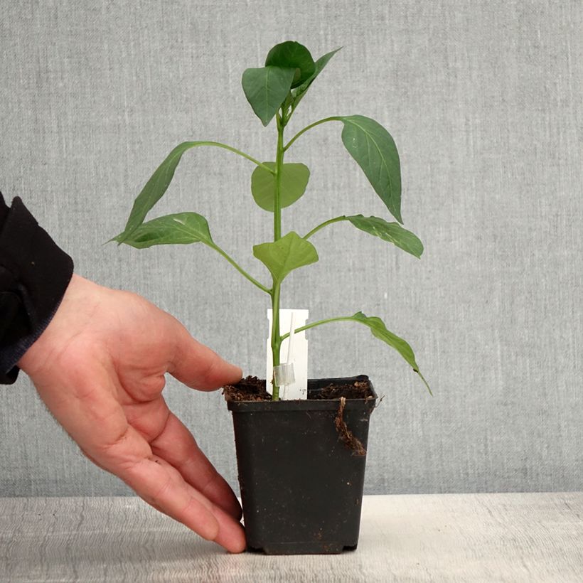Pimiento Lamuyo F1 (planta interjada) Maceta de 8/9 cm Ejemplar entregado en la primavera