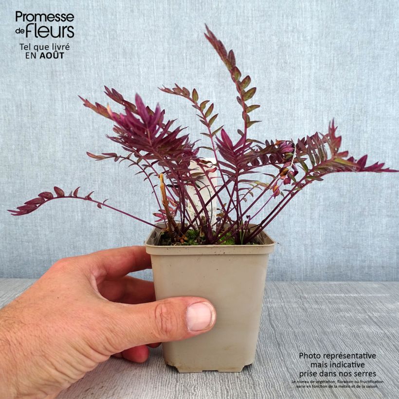 Ejemplar de Polemonium Bressingham Purple Maceta de 8/9 cm entregado en verano