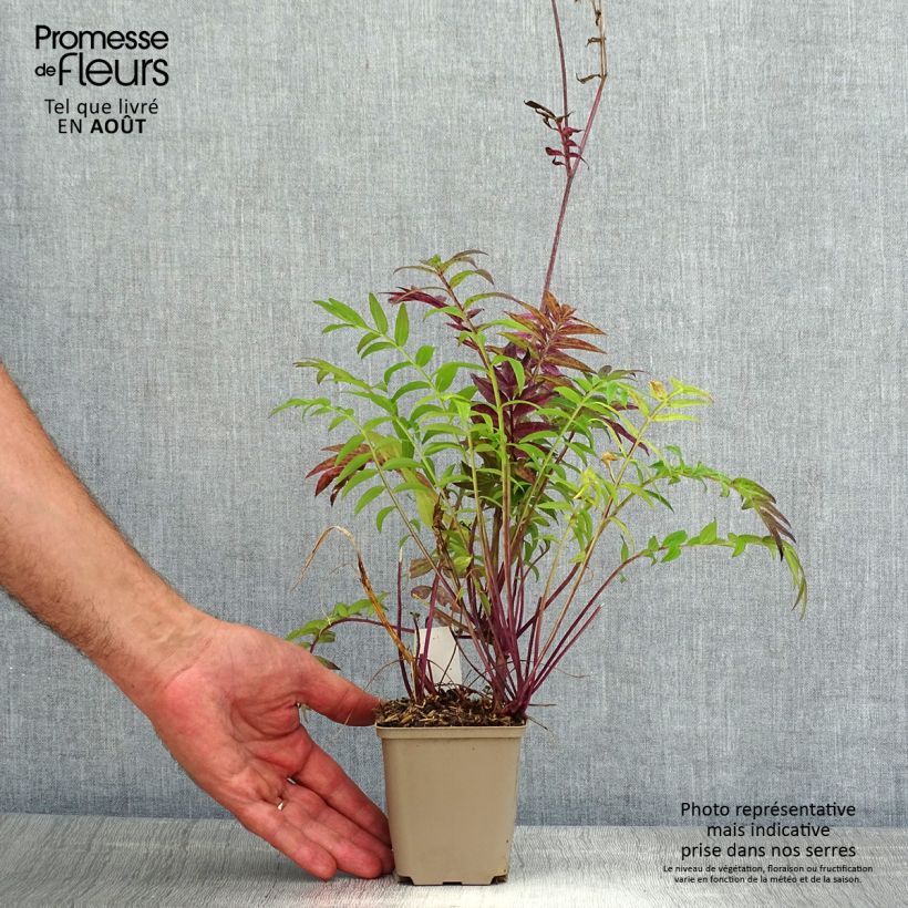 Ejemplar de Polemonium Heaven Scent Maceta de 8/9 cm entregado en verano