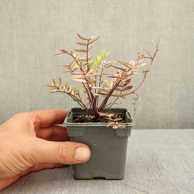Ejemplar de Polemonium pulcherrimum Golden Feathers Maceta de 8/9 cm entregado en verano