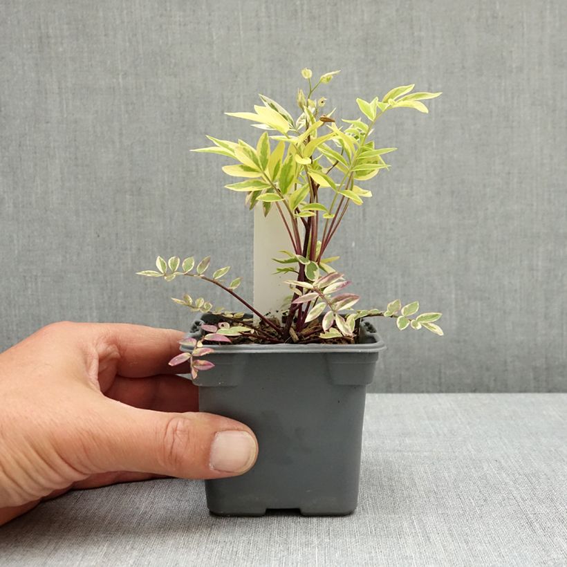 Polemonium pulcherrimum Golden Feathers Maceta de 8/9 cm Ejemplar entregado en la primavera