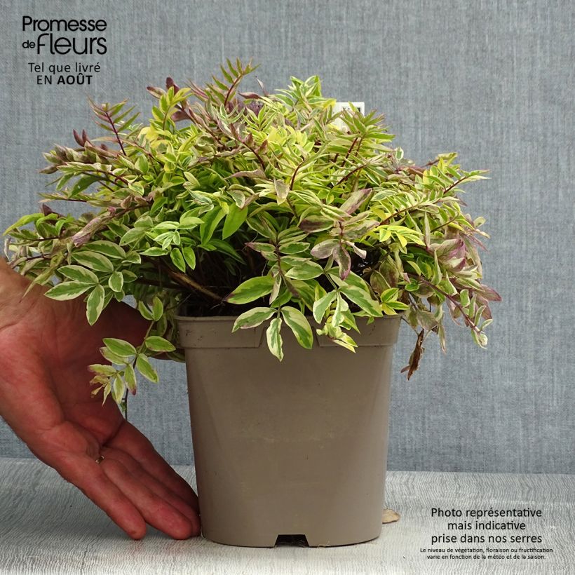 Ejemplar de Polemonium pulcherrimum Golden Feathers Maceta 2L/3L entregado en verano